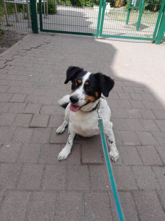 Foxi sucht neues Zuhause