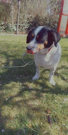 Foxi sucht neues Zuhause