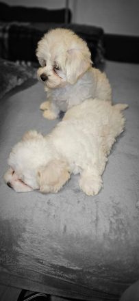 Malteser Welpen  3 Monate Alt