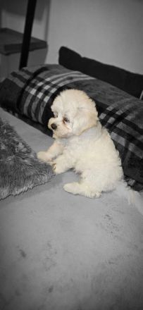 Malteser Welpen  3 Monate Alt
