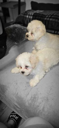 Malteser Welpen  3 Monate Alt