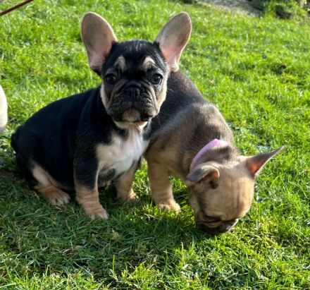 4 Französische Bulldoggenwelpen 9 Wochen suchen Dich!