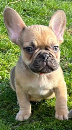 4 Französische Bulldoggenwelpen 9 Wochen suchen Dich!