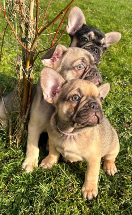 4 Französische Bulldoggenwelpen 9 Wochen suchen Dich!