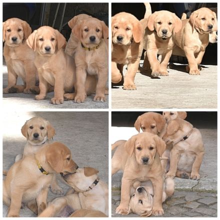 Deckrüde Labrador Retriever  kein Verkauf