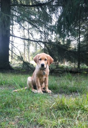 Deckrüde Labrador Retriever  kein Verkauf