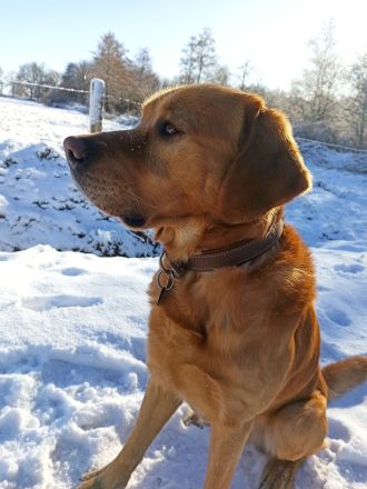 Deckrüde Labrador Retriever  kein Verkauf