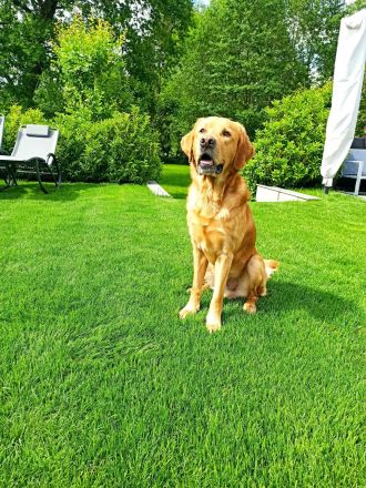 Deckrüde Labrador Retriever  kein Verkauf