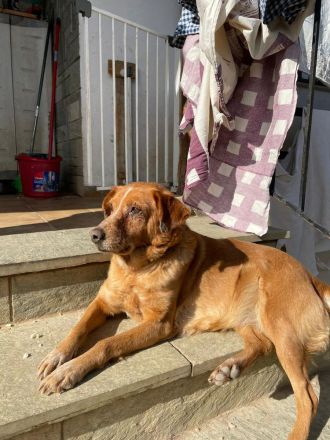 Ginger - Charmante Hundedame sucht ein Zuhause!
