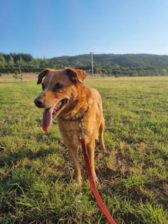 Ginger - Charmante Hundedame sucht ein Zuhause!