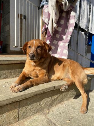 Ginger - Charmante Hundedame sucht ein Zuhause!