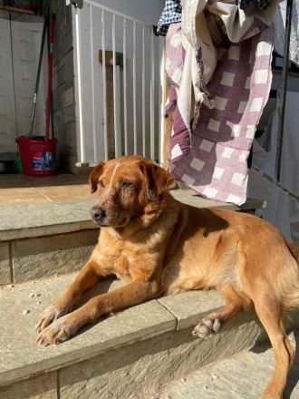 Ginger - Charmante Hundedame sucht ein Zuhause!