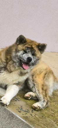 Akita Inu FCI Pedigre
