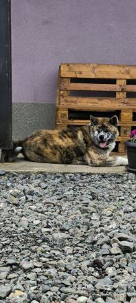 Akita Inu FCI Pedigre