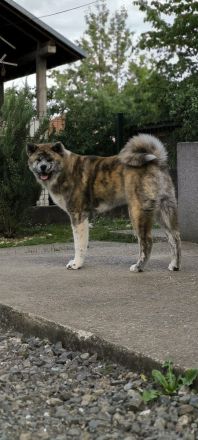 Akita Inu FCI Pedigre