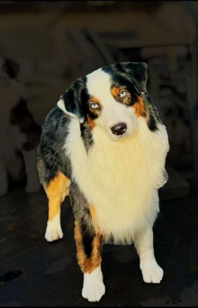 Black Tri Blue eyed Deckrüde ASCA ( viel Showline ) kein Verkauf