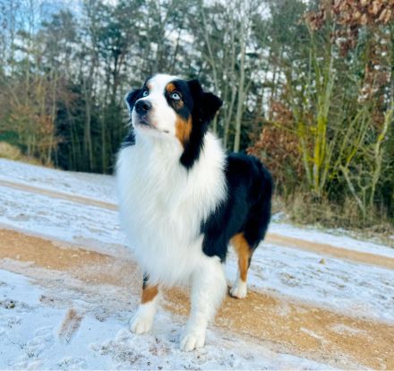 Black Tri Blue eyed Deckrüde ASCA ( viel Showline ) kein Verkauf