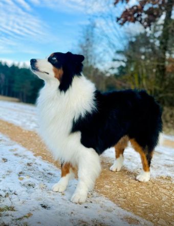 Black Tri Blue eyed Deckrüde ASCA ( viel Showline ) kein Verkauf