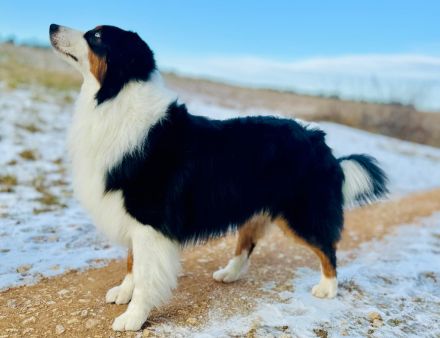 Black Tri Blue eyed Deckrüde ASCA ( viel Showline ) kein Verkauf