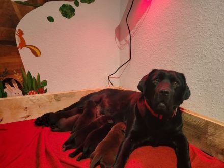 Reinrassige,wunderschöne Labrador Welpen aus liebevoller Zucht