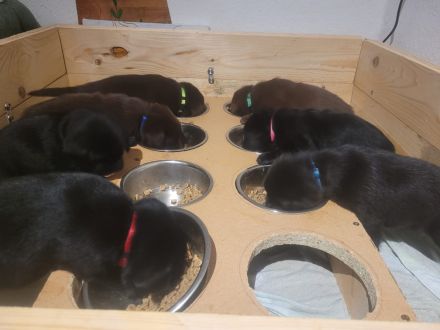 Reinrassige,wunderschöne Labrador Welpen aus liebevoller Zucht