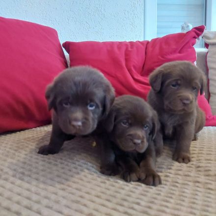 Reinrassige,wunderschöne Labrador Welpen aus liebevoller Zucht