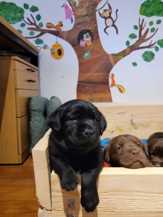 Reinrassige,wunderschöne Labrador Welpen aus liebevoller Zucht