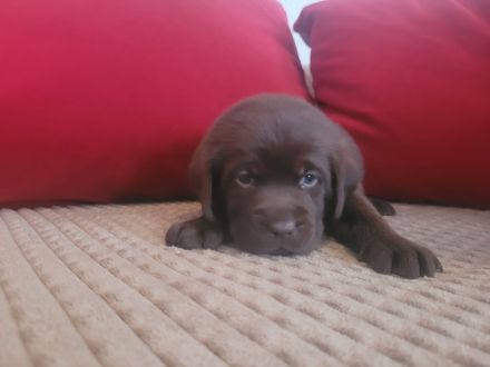 Reinrassige,wunderschöne Labrador Welpen aus liebevoller Zucht