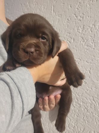 Reinrassige,wunderschöne Labrador Welpen aus liebevoller Zucht