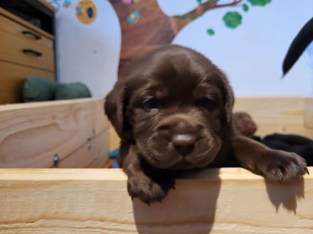 Reinrassige,wunderschöne Labrador Welpen aus liebevoller Zucht