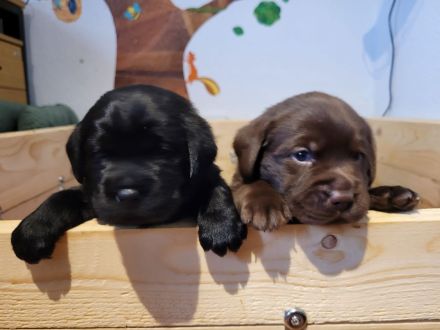 Reinrassige,wunderschöne Labrador Welpen aus liebevoller Zucht