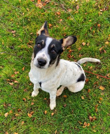 Eddy sucht neues Zuhause