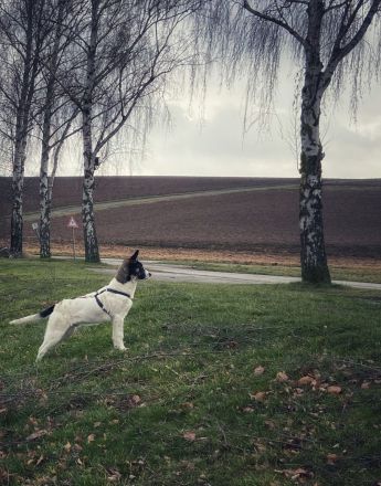 Eddy sucht neues Zuhause