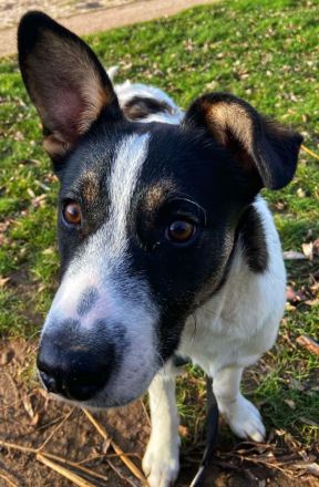 Eddy sucht neues Zuhause