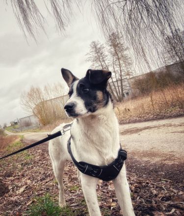 Eddy sucht neues Zuhause