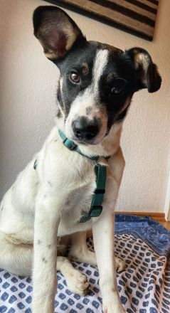 Eddy sucht neues Zuhause