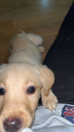 Hunde welpen labrador bernersennen mix