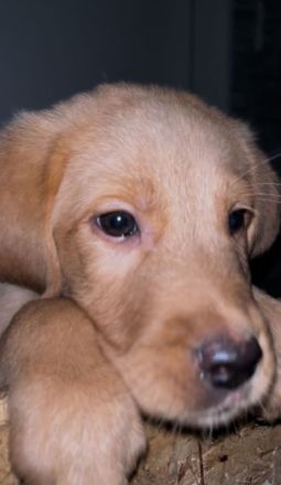 Hunde welpen labrador bernersennen mix