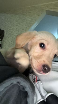 Hunde welpen labrador bernersennen mix