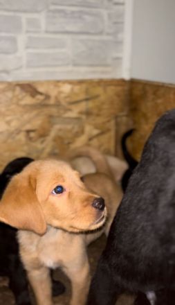 Hunde welpen labrador bernersennen mix
