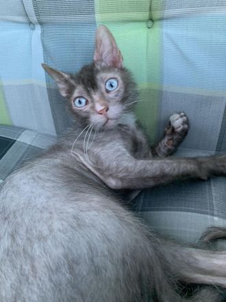 Oscar sucht liebevolles Zuhause!