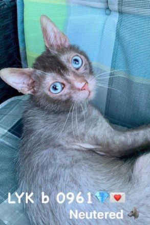 Oscar sucht liebevolles Zuhause!