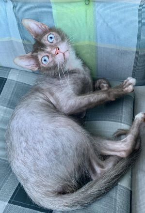 Oscar sucht liebevolles Zuhause!