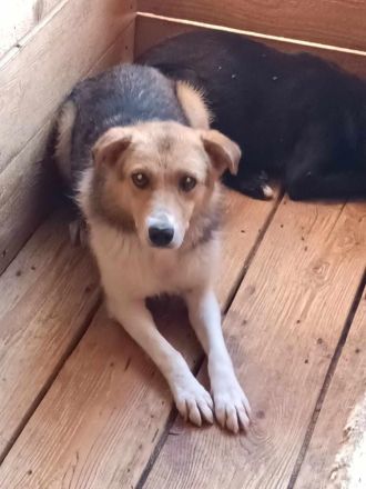 Naomi, ruhige und soziale Hündin