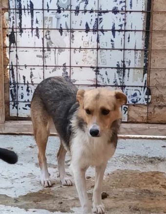 Naomi, ruhige und soziale Hündin