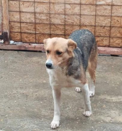 Naomi, ruhige und soziale Hündin