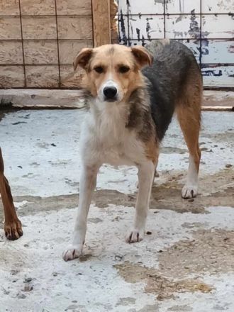 Naomi, ruhige und soziale Hündin