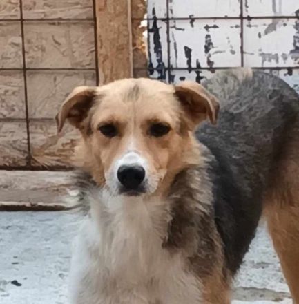 Naomi, ruhige und soziale Hündin