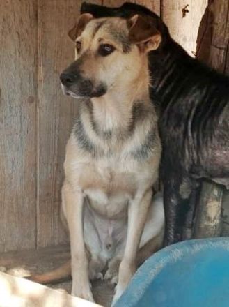 Barney, sucht Menschen mit Erfahrung