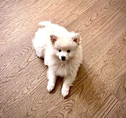 Pomeranian Zwergspitz Welpe!!!